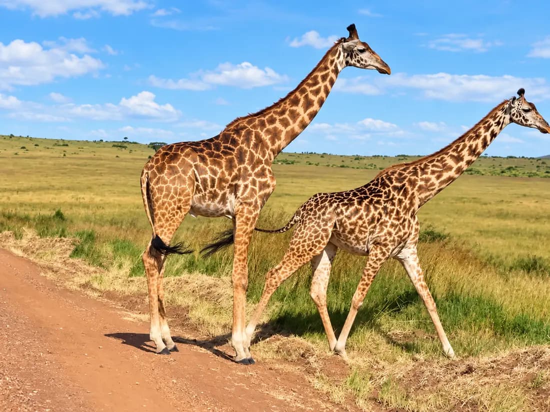 Two giraffes on open Kenyan grassland under a bright sky