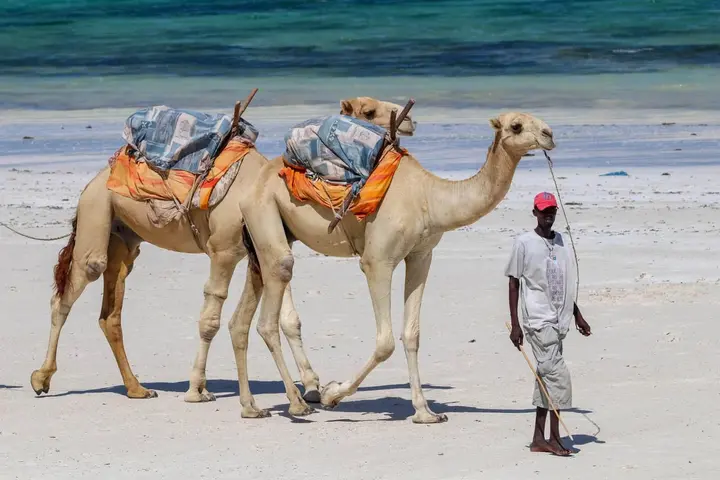 Travelers riding camels together on a Kenyan beach